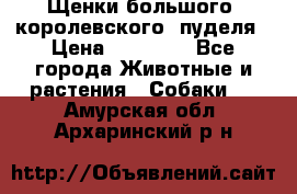 Щенки большого (королевского) пуделя › Цена ­ 25 000 - Все города Животные и растения » Собаки   . Амурская обл.,Архаринский р-н